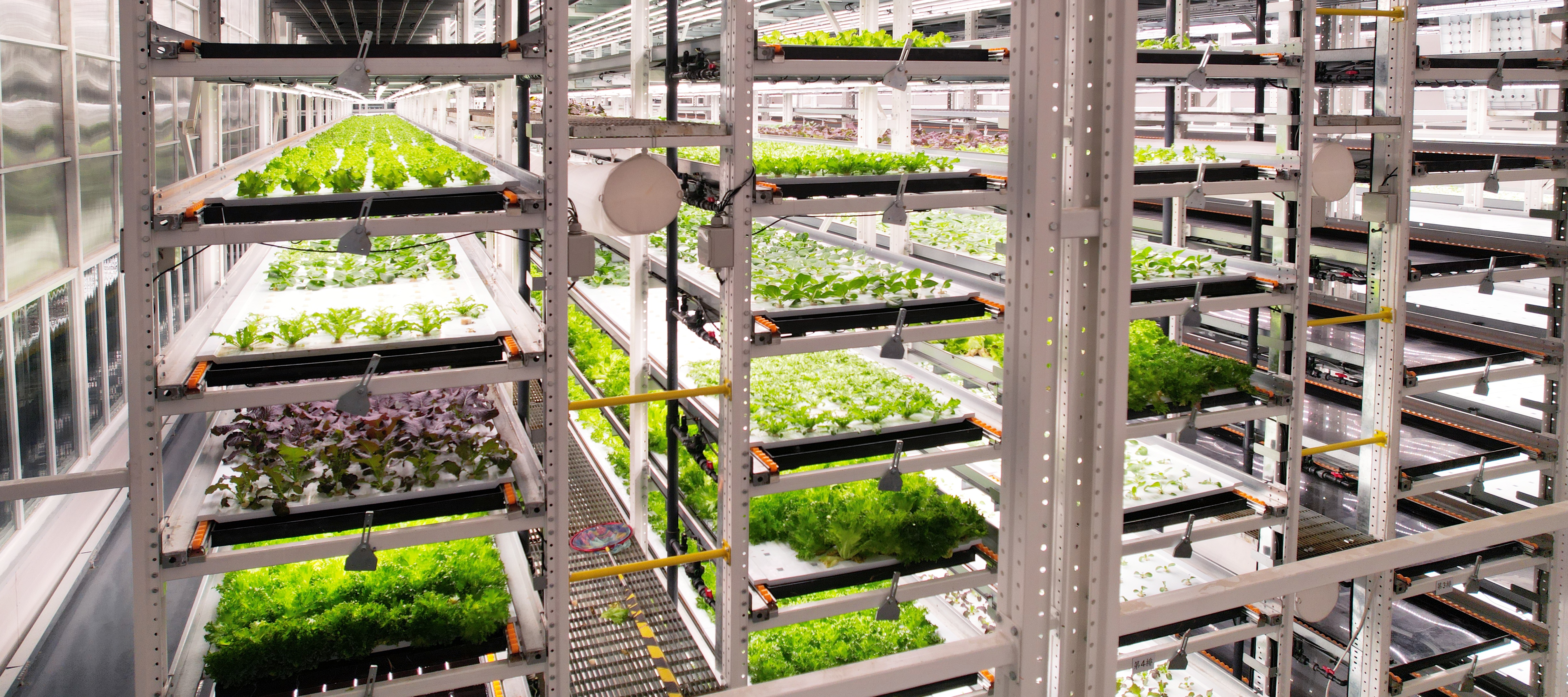 意昂体育植物工厂蔬菜20231206 (2)_看图王.JPG